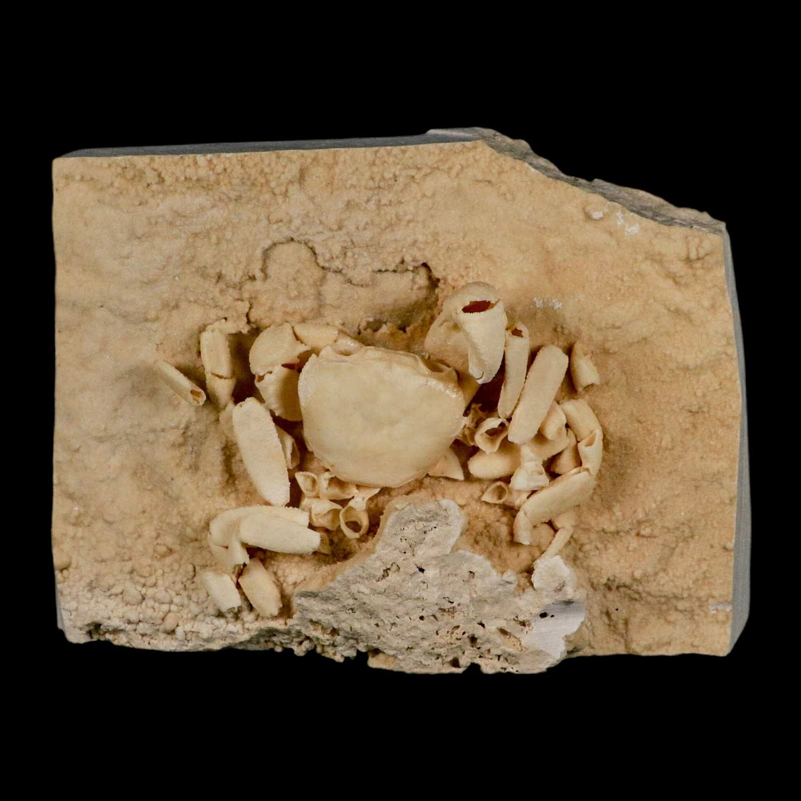 3.3" Potaman Sp Fossil Freshwater Crab In Travertine Denizli Basin Southwest 4