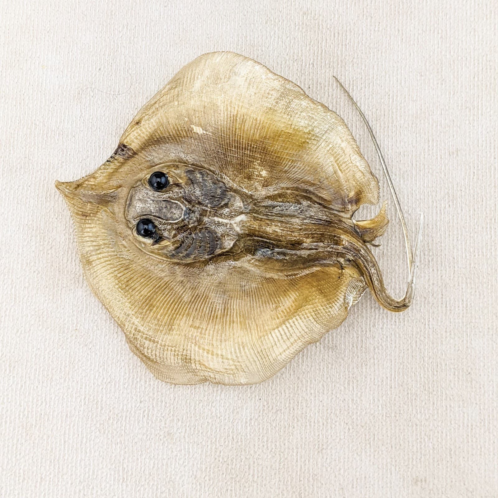 Stingray fish Ray Nautical Taxidermy Oddity Curiosity specimen craft marine 4