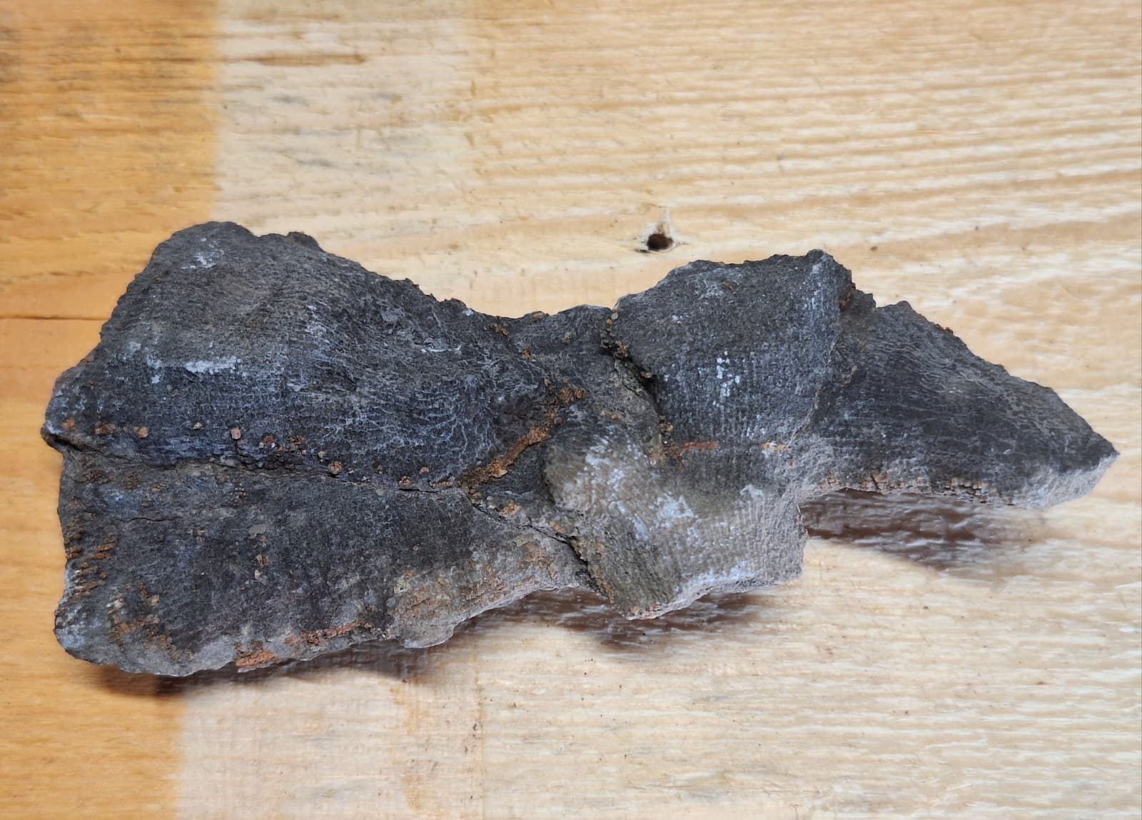 Fine Detail Fossil Favosite Coral In Limestone Devonian Period Michigan 5