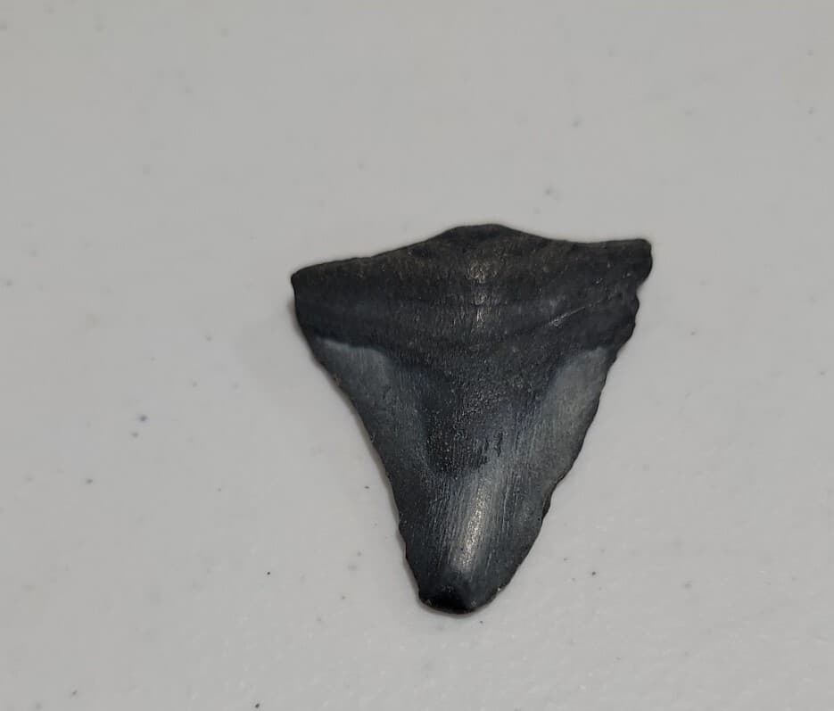 Megalodon Sharks  NO RESTORATIONS fossil sharks teeth tooth