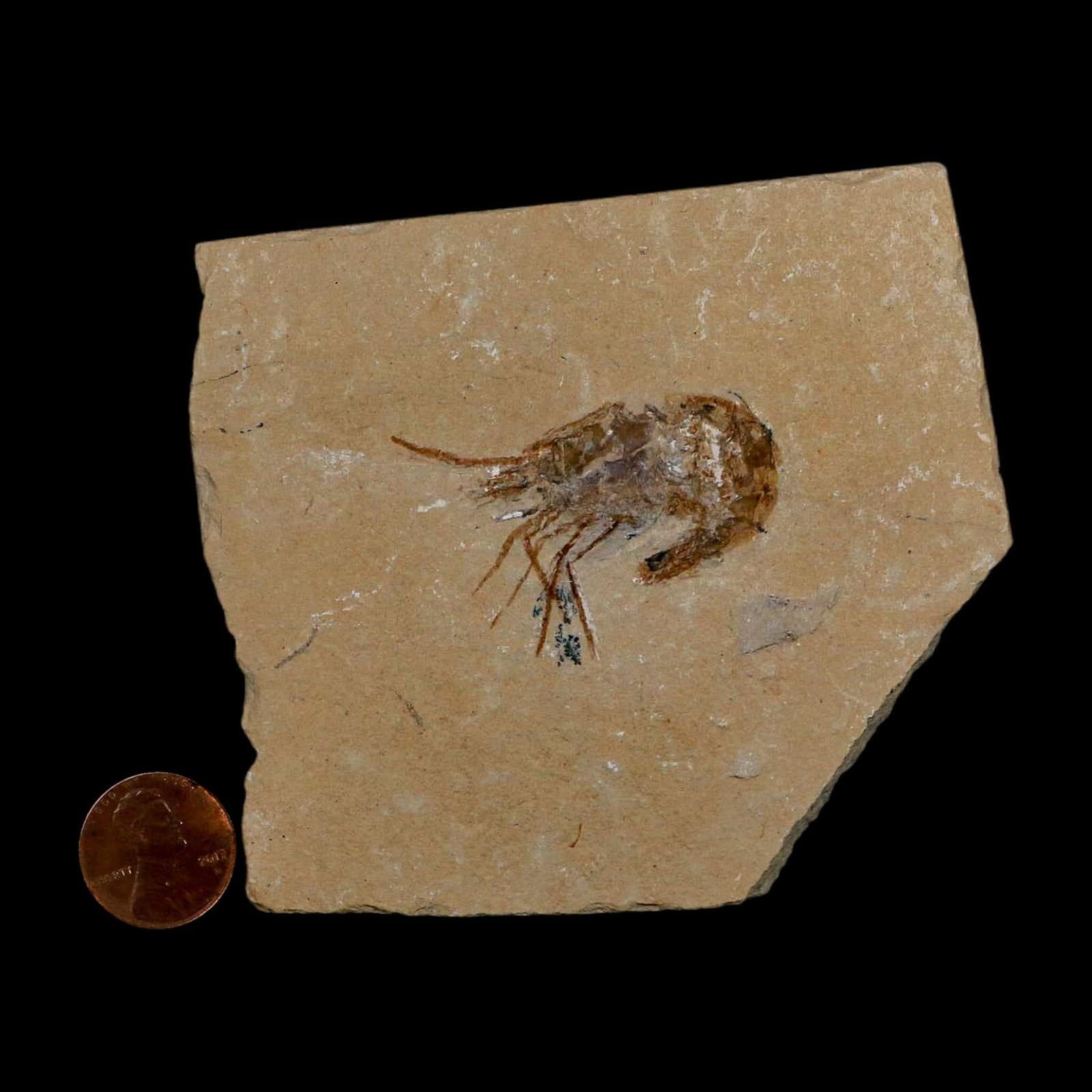 1.7" Fossil Shrimp Carpopenaeus Cretaceous Age 100 Mil Yrs Old Lebanon COA 3