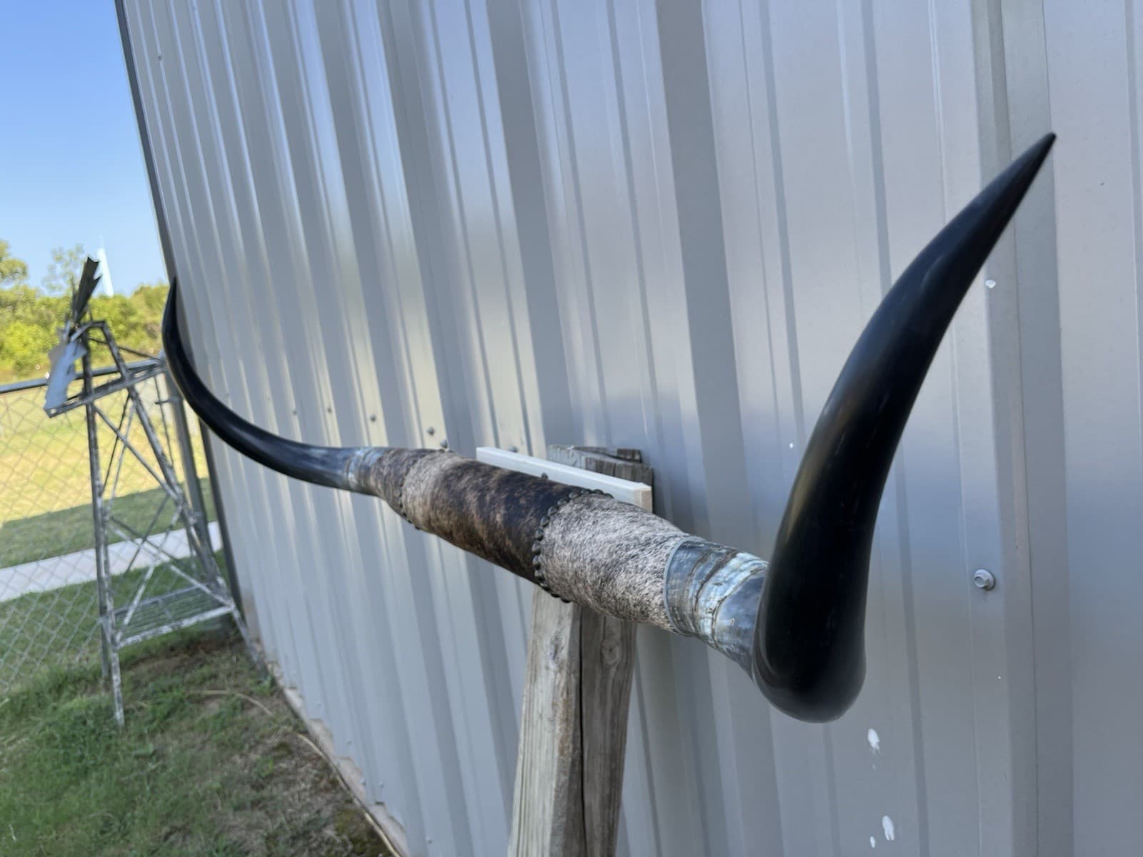 MOUNTED STEER HORNS 4 FEET WIDE LONGHORN POLISHED MOUNT BULL COW 2