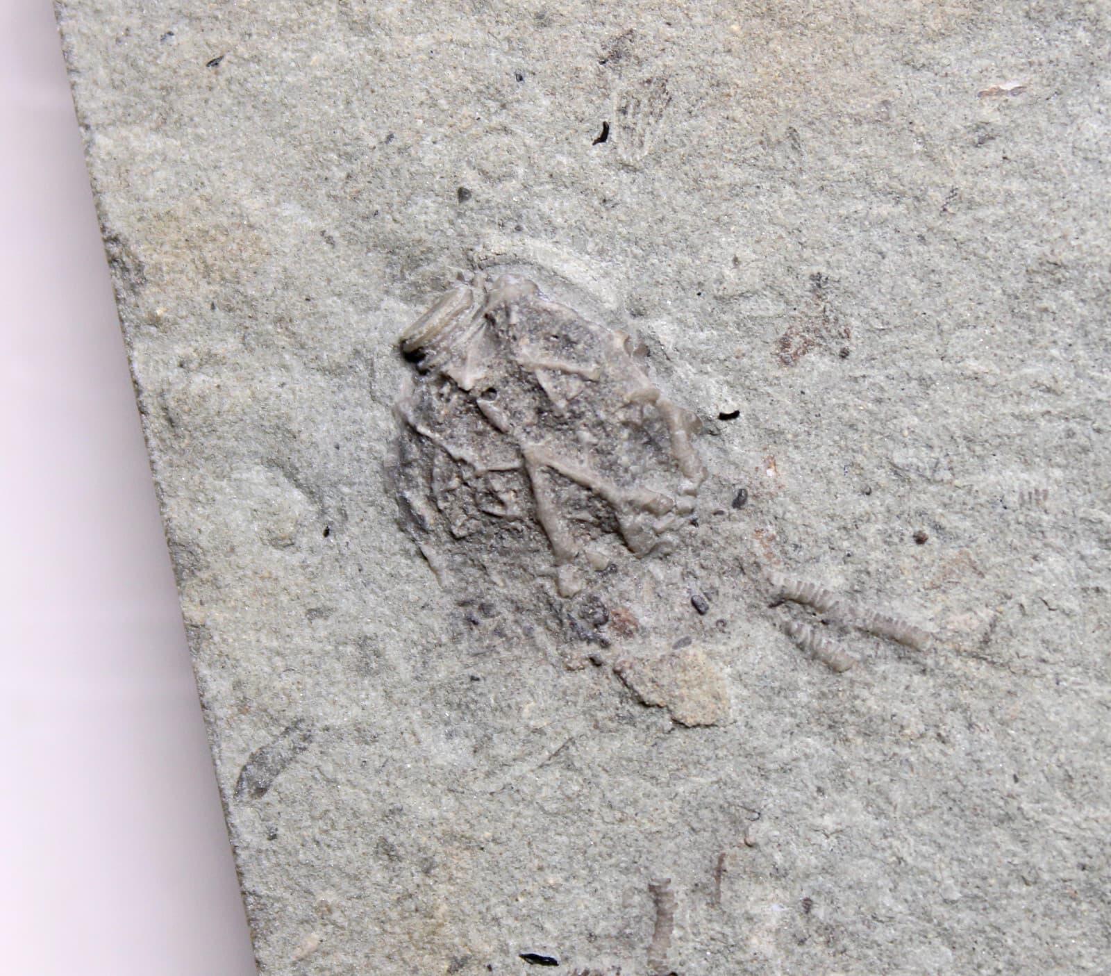 Glyptocrinus decadactylus Crinoids & Scolecodonts KY Ordovician Fossils 4