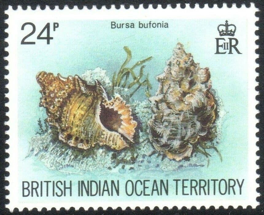 British Indian Ocean Territory Scott 172-175, SG #58-61 VF MNH Shells BIOT 1974 3