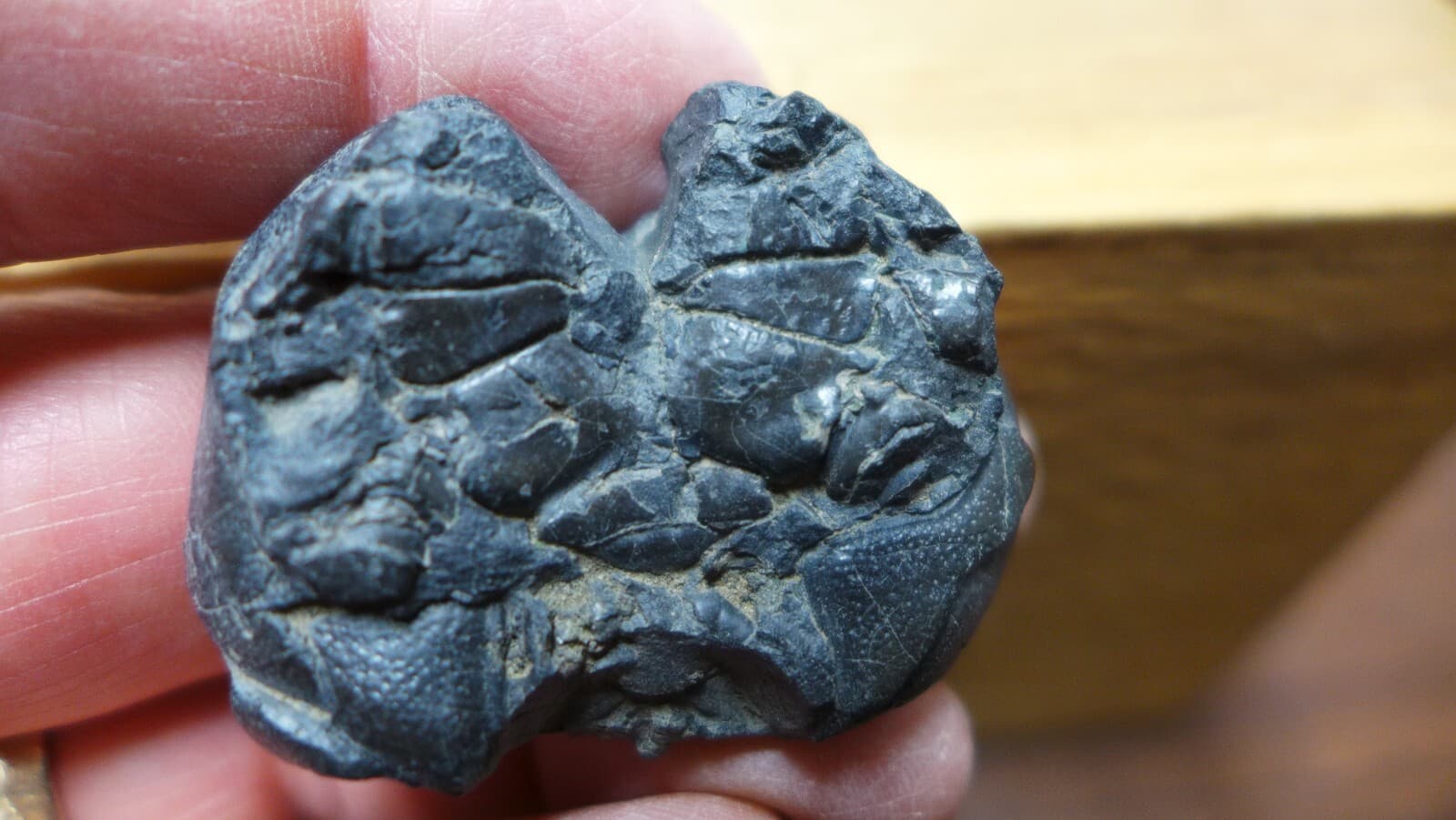 GEOLOGICAL ENTERPRISES Miocene fossil crab Coeloma repeliensis Belgium 4