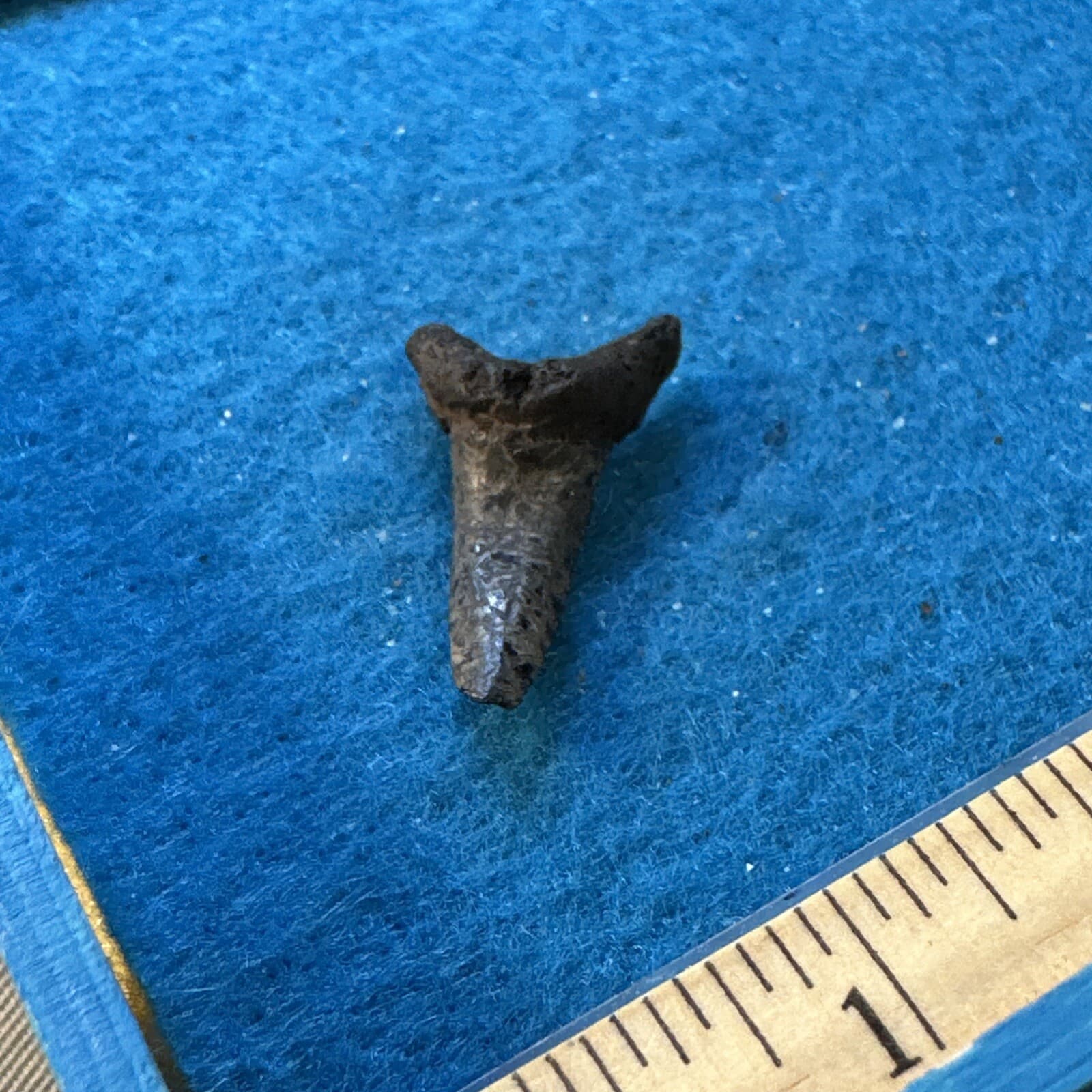 Mackerel Shark Tooth Fossil in a great Display Case 6