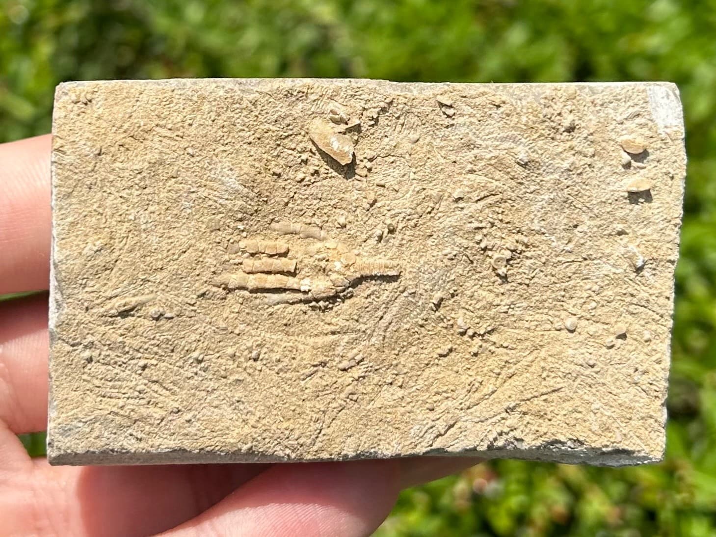 Fossil Crinoid in Matrix Phacelocrinus with Stem Alabama Bangor Limestone Fm 5