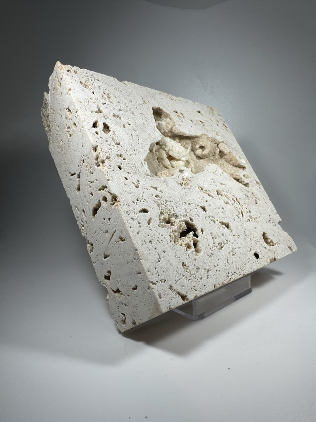 1.75 Inch Travertine Crab Fossil Turkey, Fossil Travertine Crab Potamon 6