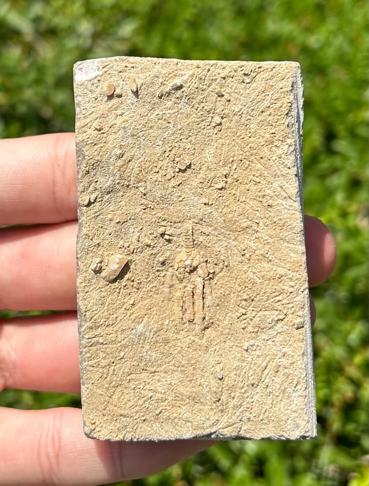 Fossil Crinoid in Matrix Phacelocrinus with Stem Alabama Bangor Limestone Fm 4