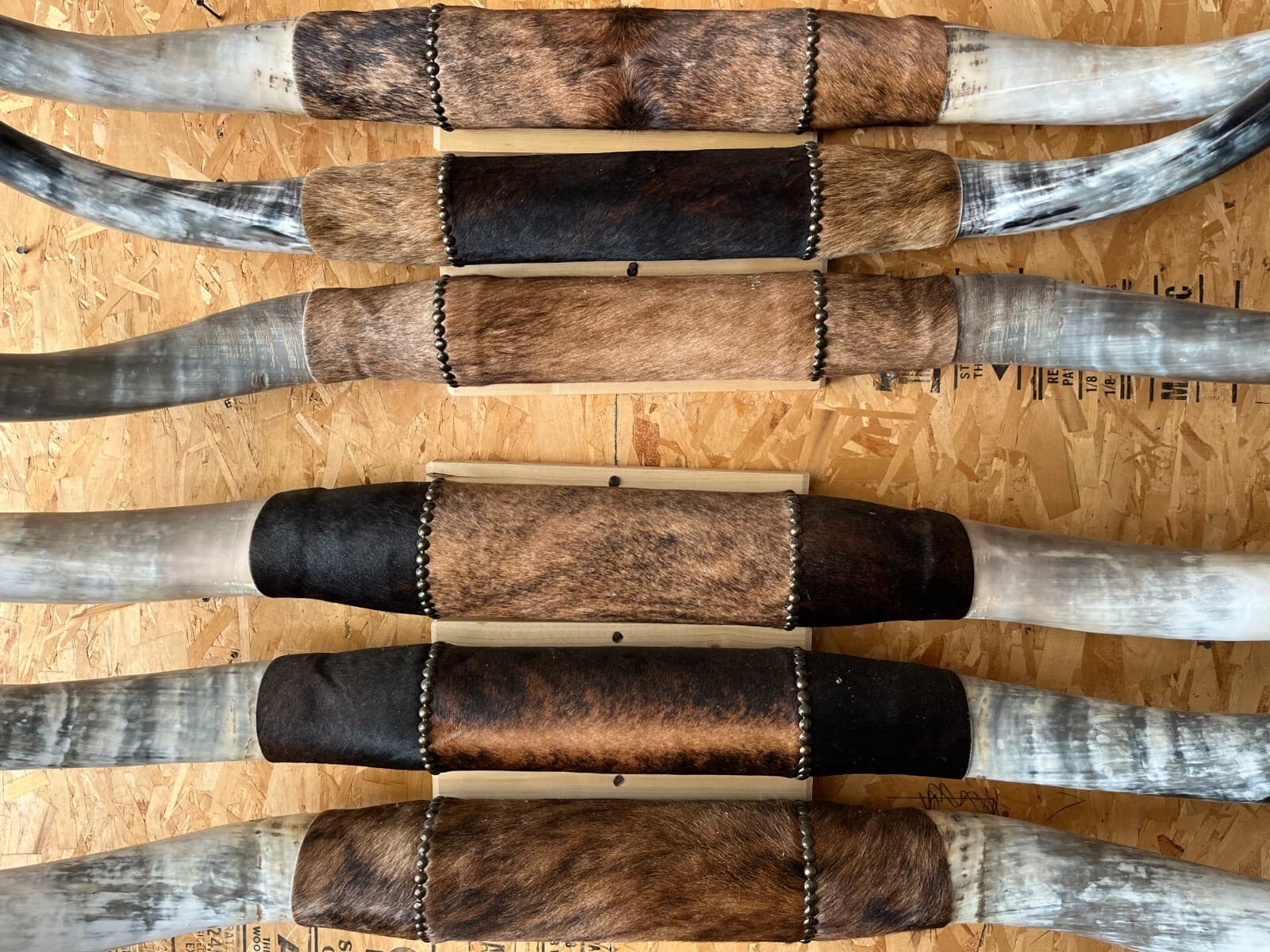 MOUNTED STEER HORNS 5'   WIDE to 5' 6" LONGHORN POLISHED NEW MOUNT BULL COW 3