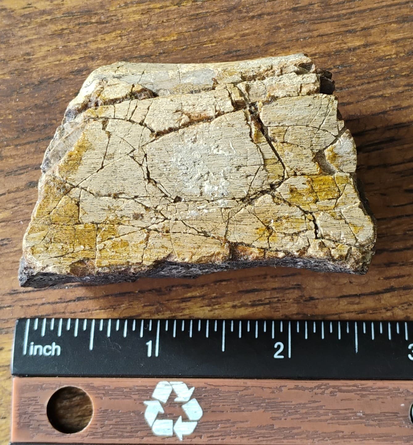 Baculite Fossil Cretaceous period Extinct Cephalopod Alberta CA 2