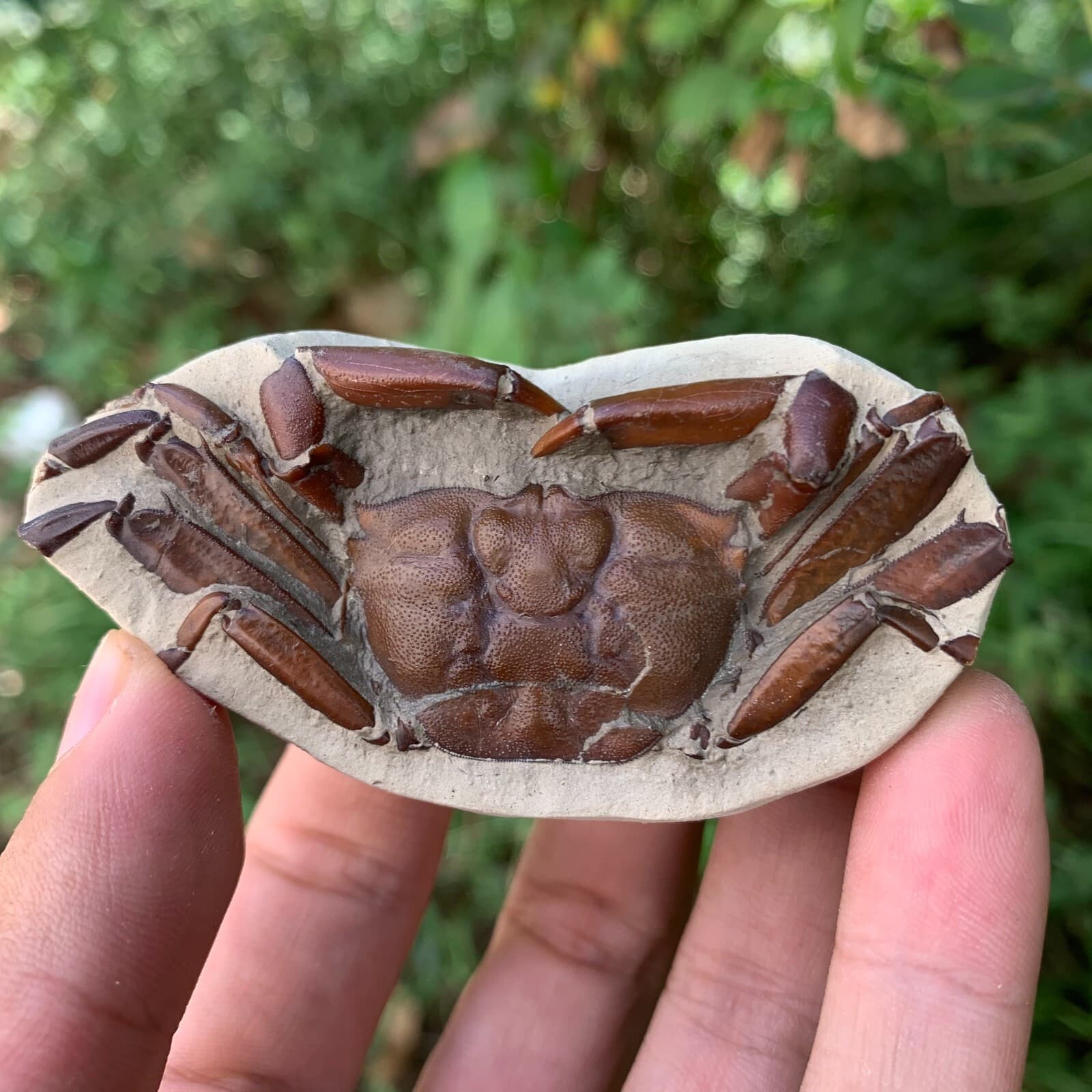 Jurassic Period Perfect Crab Fossil Dinosaur Age