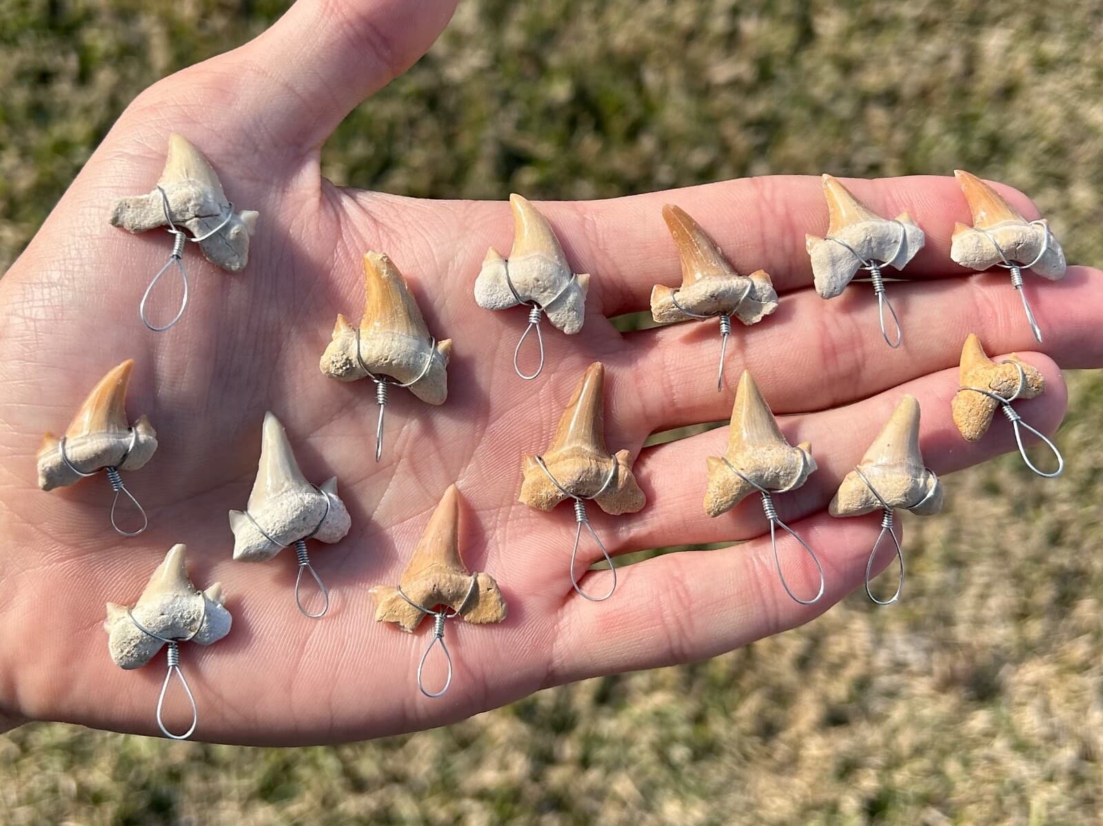 Fossil Sharks Teeth Wire Wrapped 10 PER PURCHASE Morocco Shark Tooth Cretaceous 4