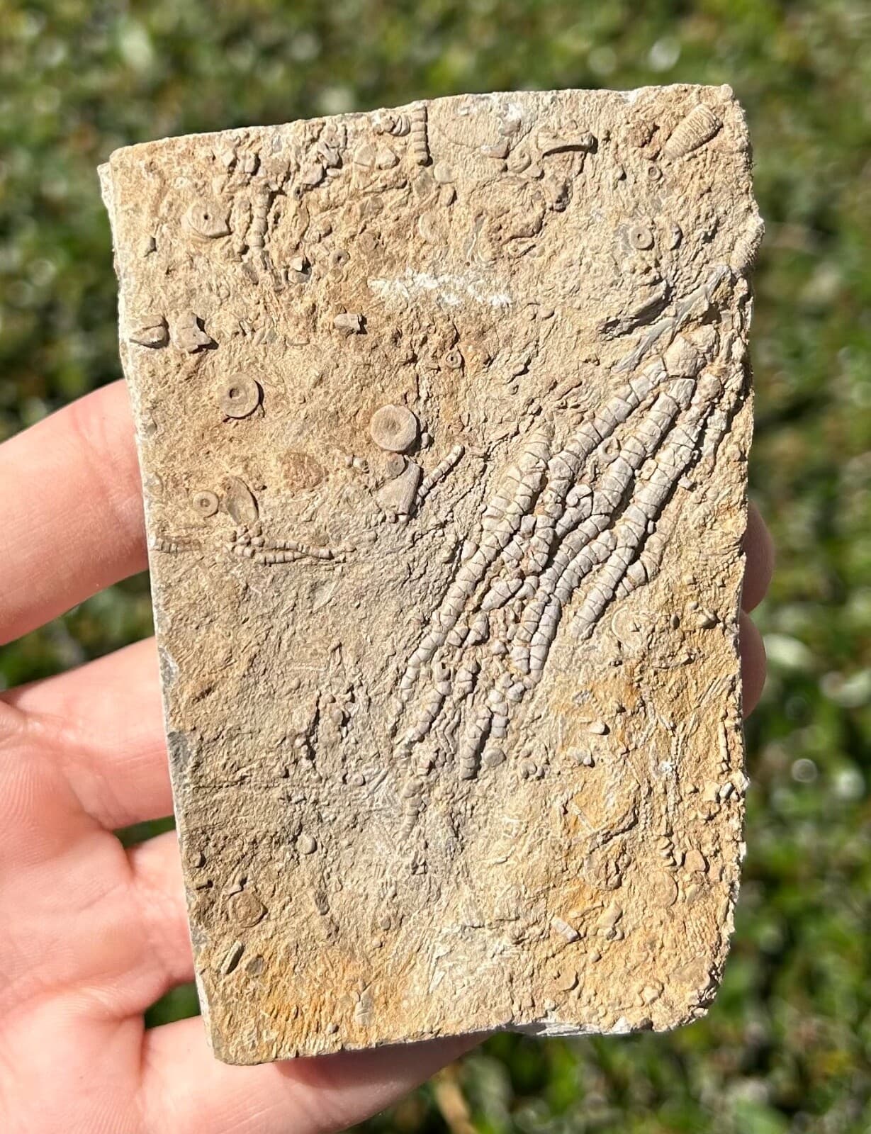 NICE Fossil Crinoid in Matrix Aphelecrinus Alabama Bangor Limestone Formation 3