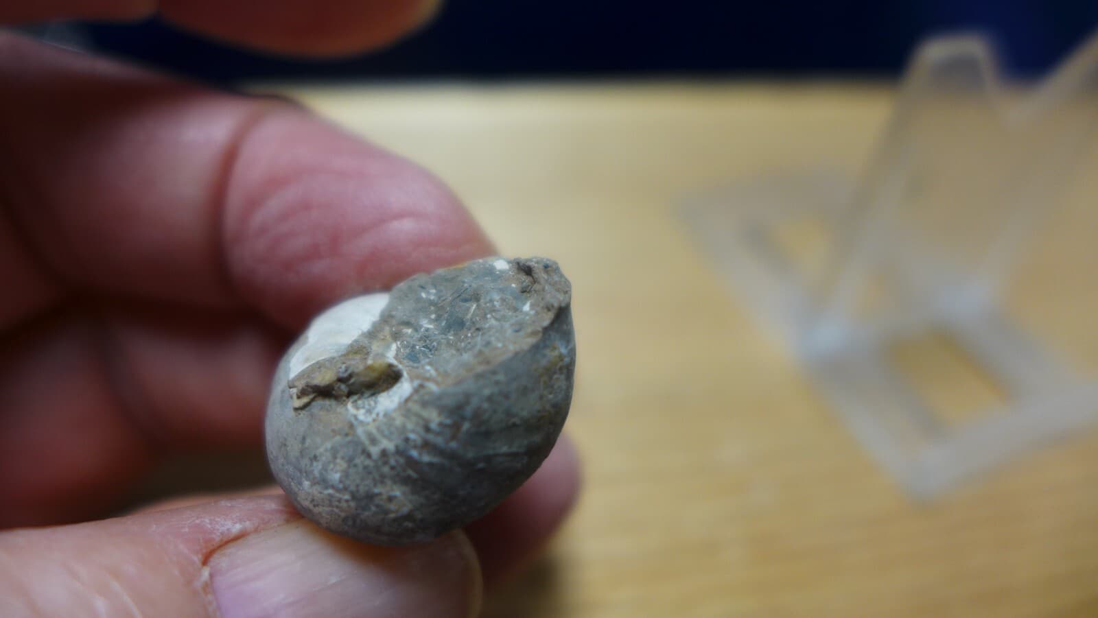 GEOLOGICAL ENTERPRISES Pliocene fossil gastropod, shell, Charonia sp. Italy 4