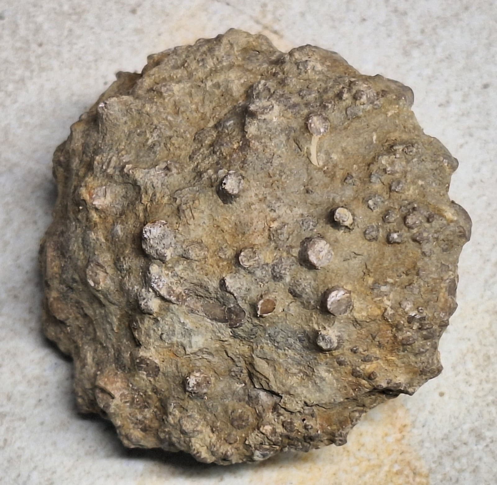 Crinoid Head -Calyx - Sea Lily Fossil In Limestone Devonian Michigan 5