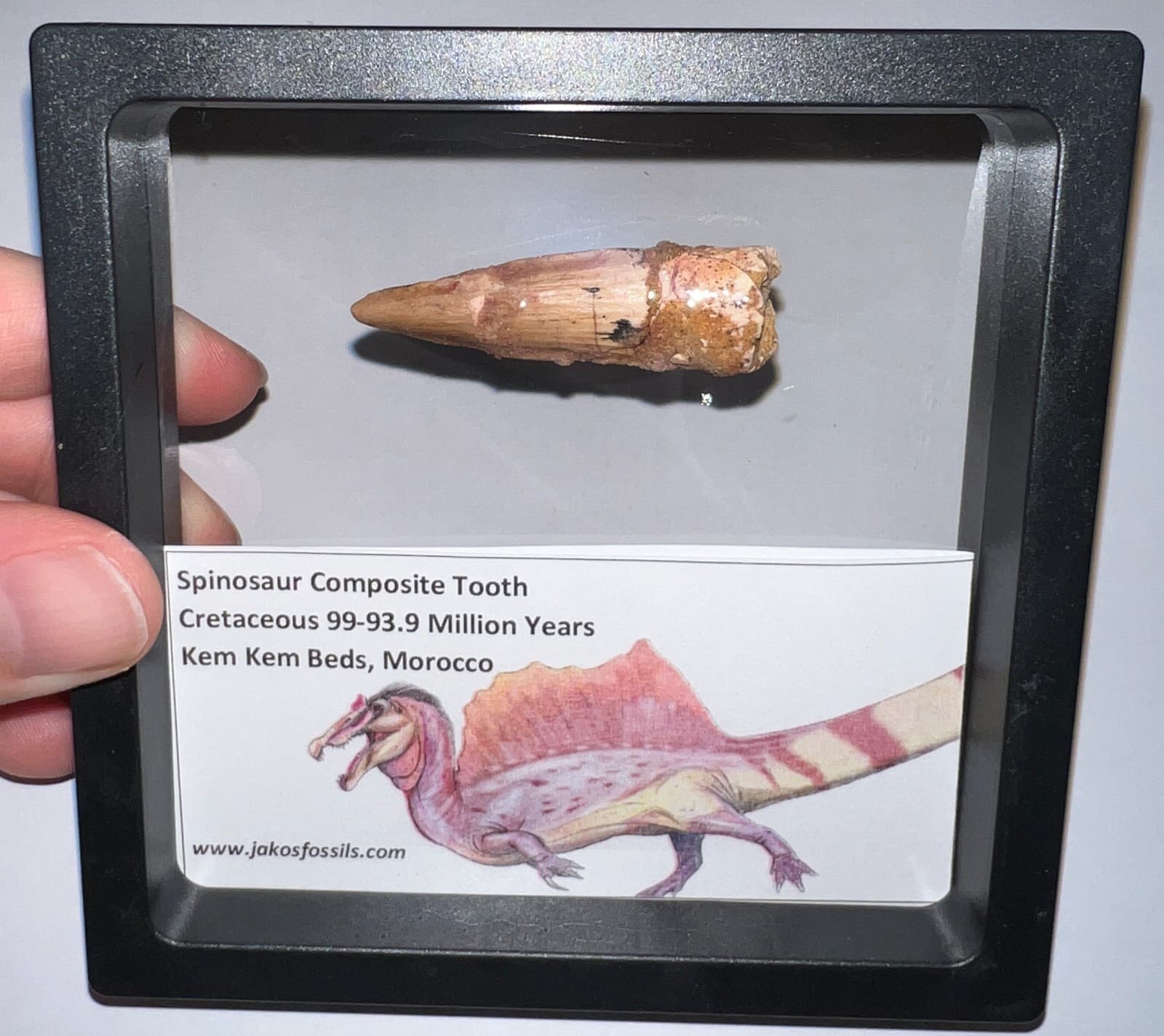 SPINOSAURUS SPINOSAUR Fossil Composite Dinosaur Tooth Lot! 2 IN One per Order 6