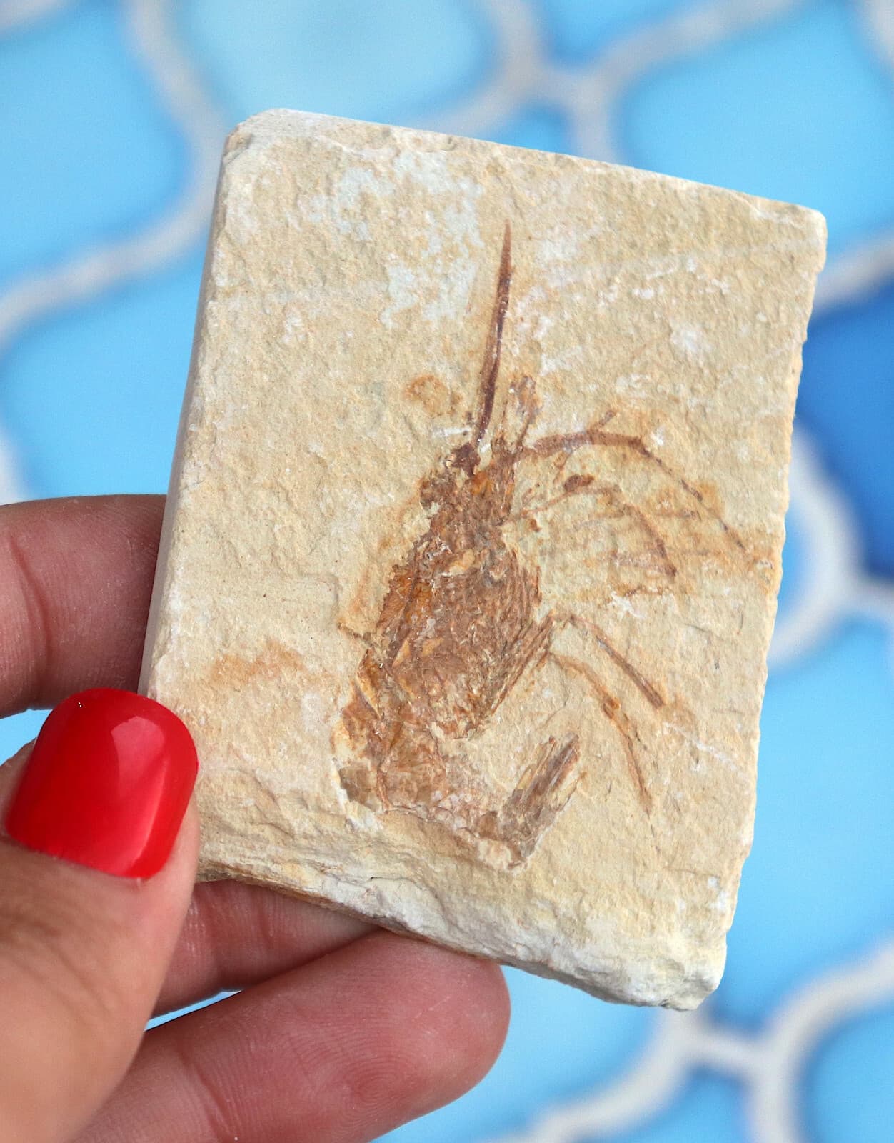 Fossil Shrimp Solnhofen Germany   Jurassic   Well Preserved History   6.3 Cm's 4