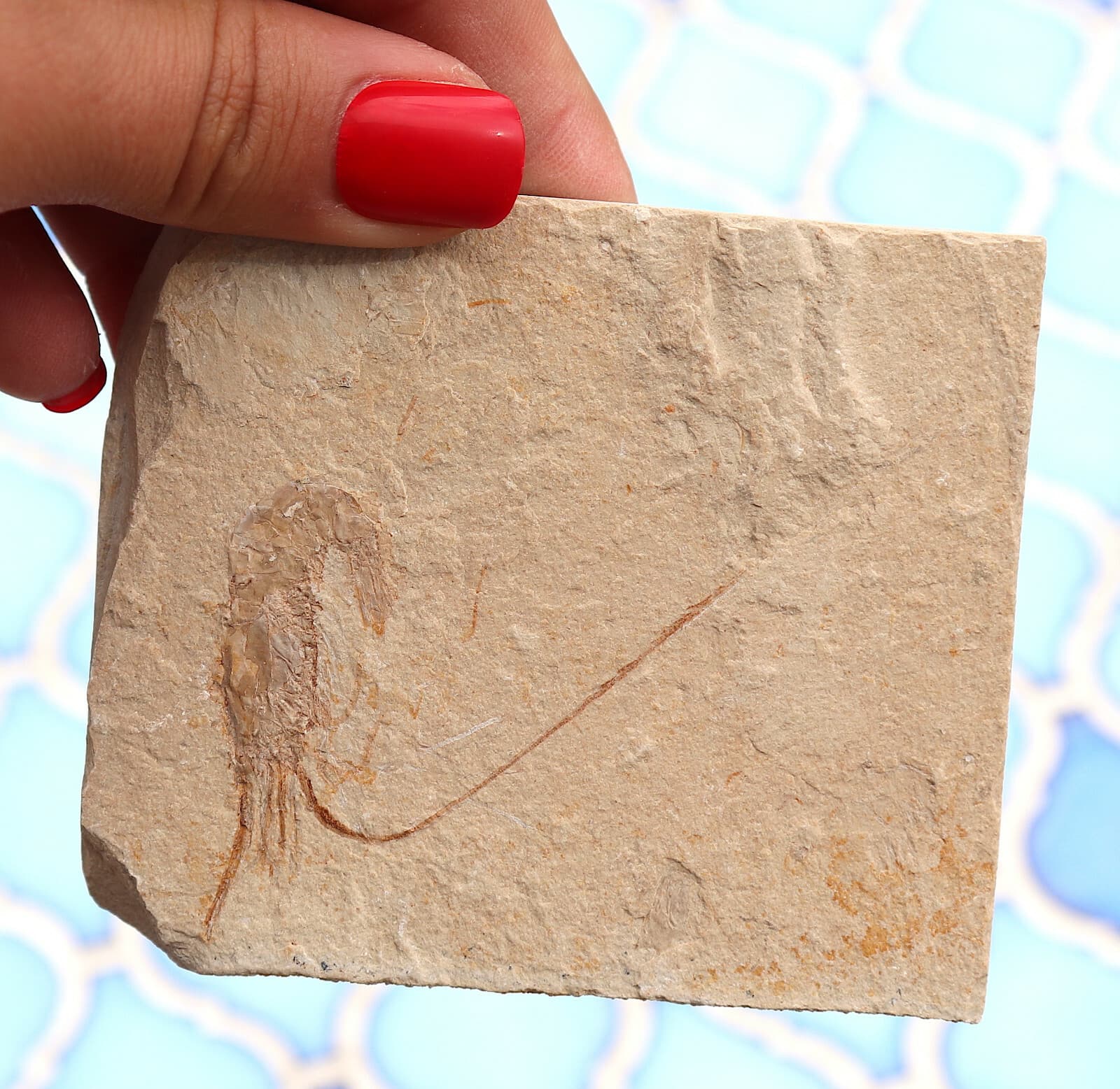 Fossil Shrimp From Solnhofen Germany  Jurassic 8.5 Cm's 4