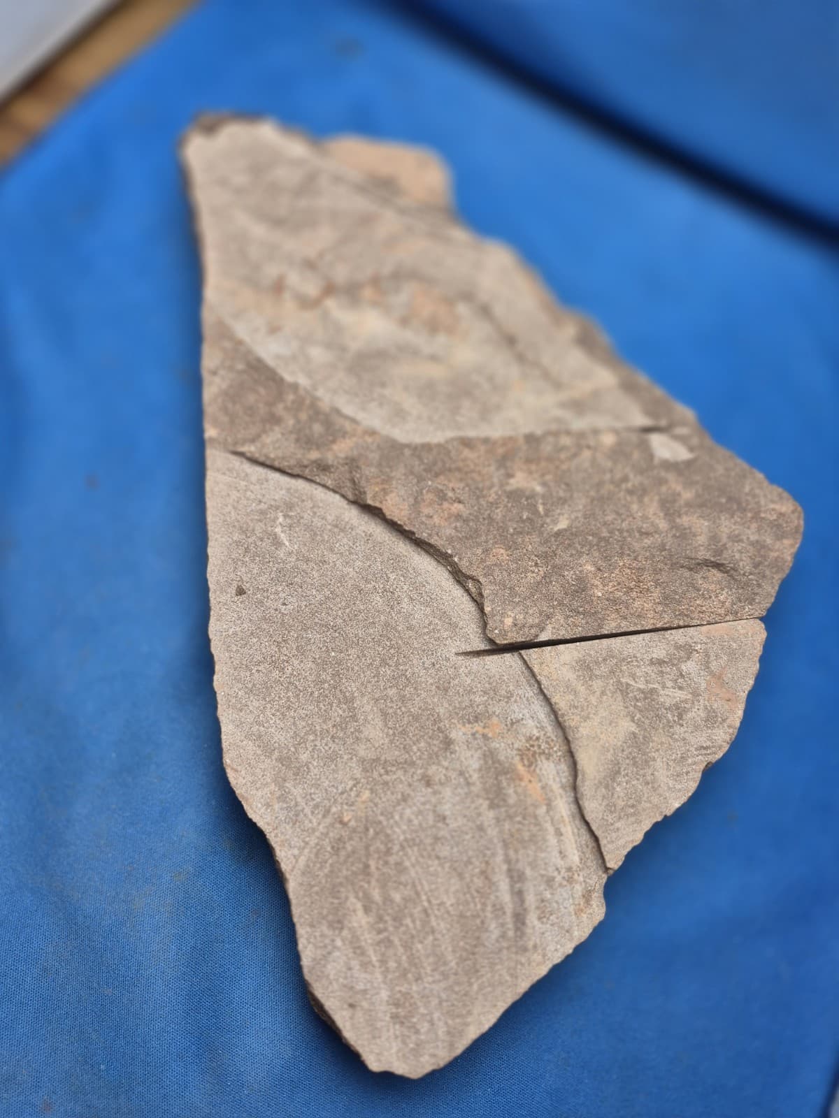 RARE Sponge-like Animal Fossils 5