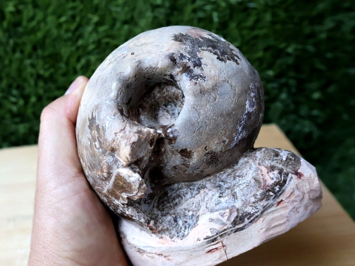 3.5 inch Ammonite Nice Fagesia Ammonite Fossil Moroccan fossils N187