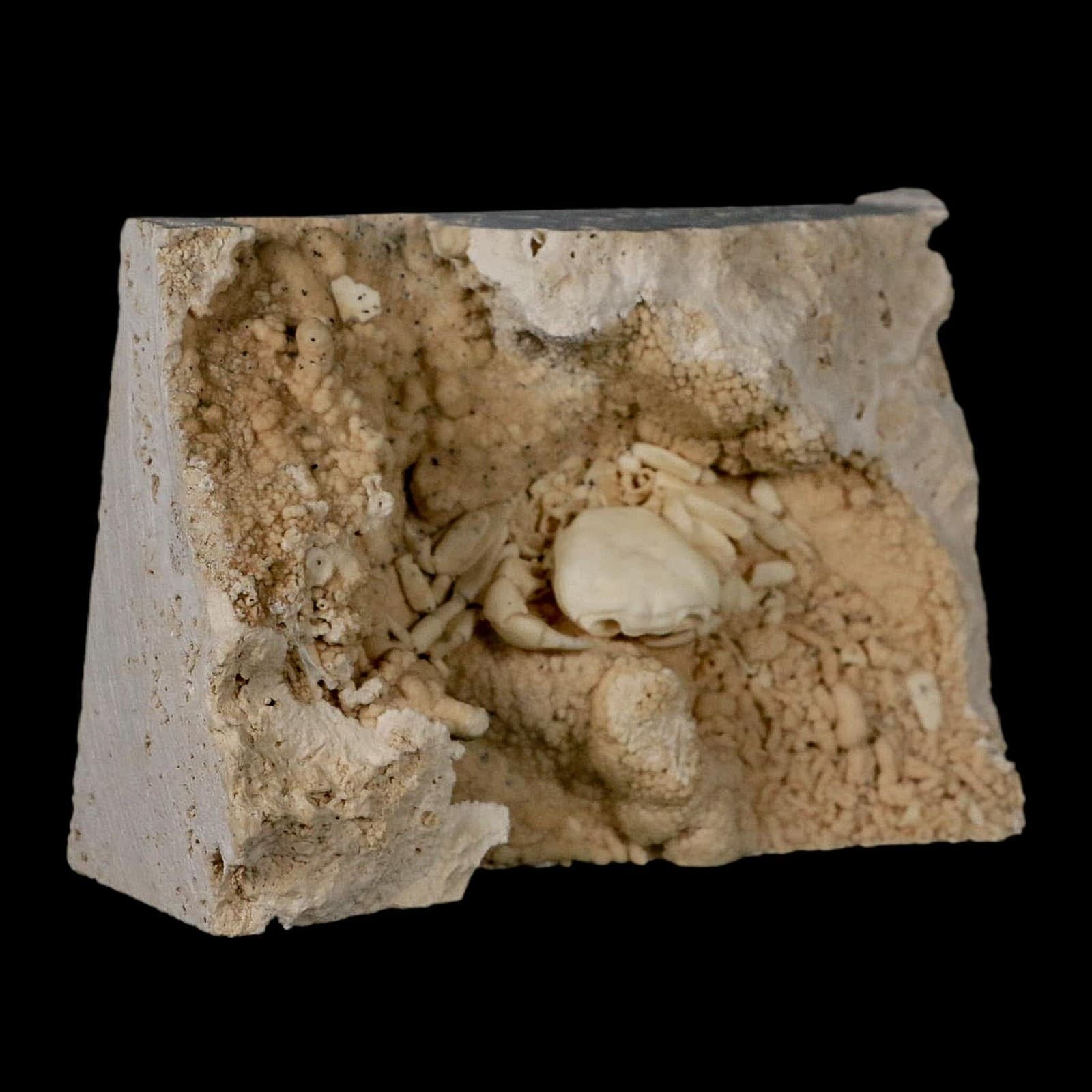 2.2" Potaman Sp Fossil Freshwater Crab In Travertine Denizli Basin Southwest 6