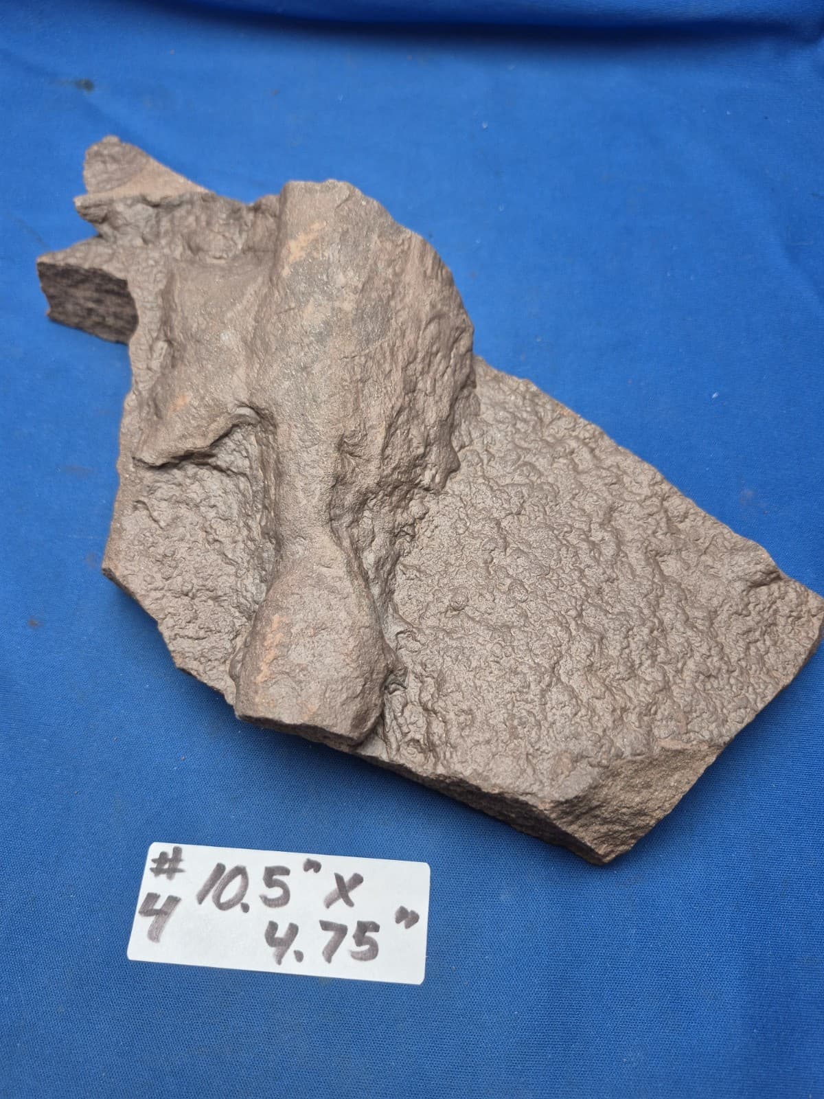 RARE Sponge-like Animal Fossils