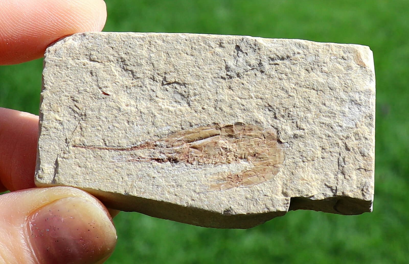 Fossil Shrimp From Solnhofen Germany  150 MILLION YRS OLD 6.5 Cm's  JURASSIC 4