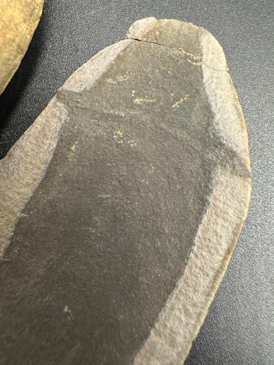 Tullimonstrum gregarium fossil - Carboniferous - Illinois - counter slab - rare 3