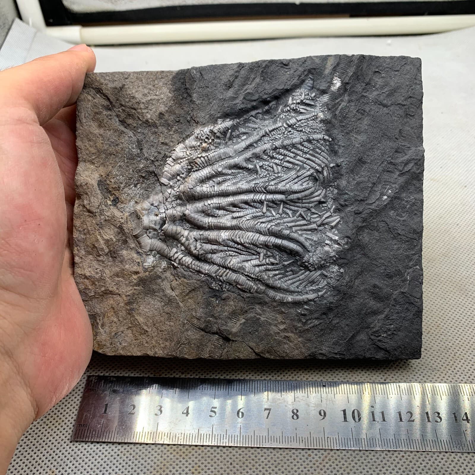 670 grams of fossils of crinoid from the Guanling Biota in Guizhou 4