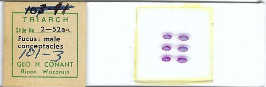Fucus Male Conceptacles Microscope Slide by Geo. H. Conant