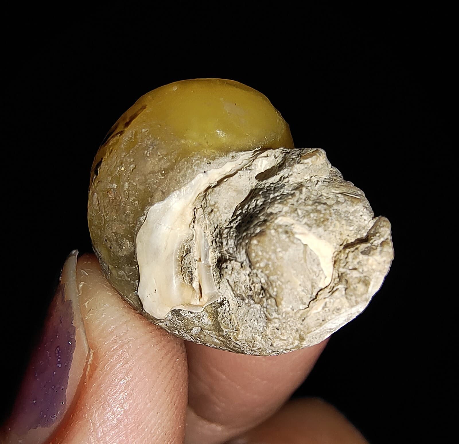 AMAZING AMMONITE! GASTROPOD SEASHELL FOSSIL VIVIPARIDAE FROM INDONESIA 22MM, 003 6