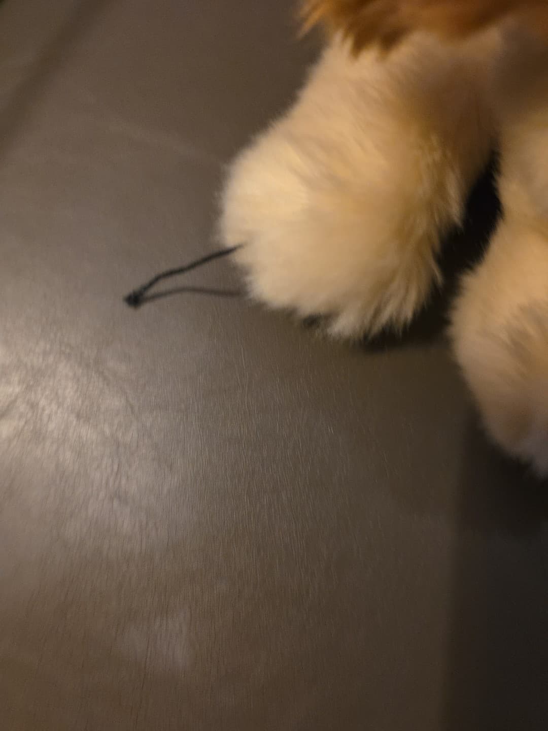 TY Classic Plush BABY PATCHES Puppy Dog Plush Cream Brown 1998 Stuffed Animal 5