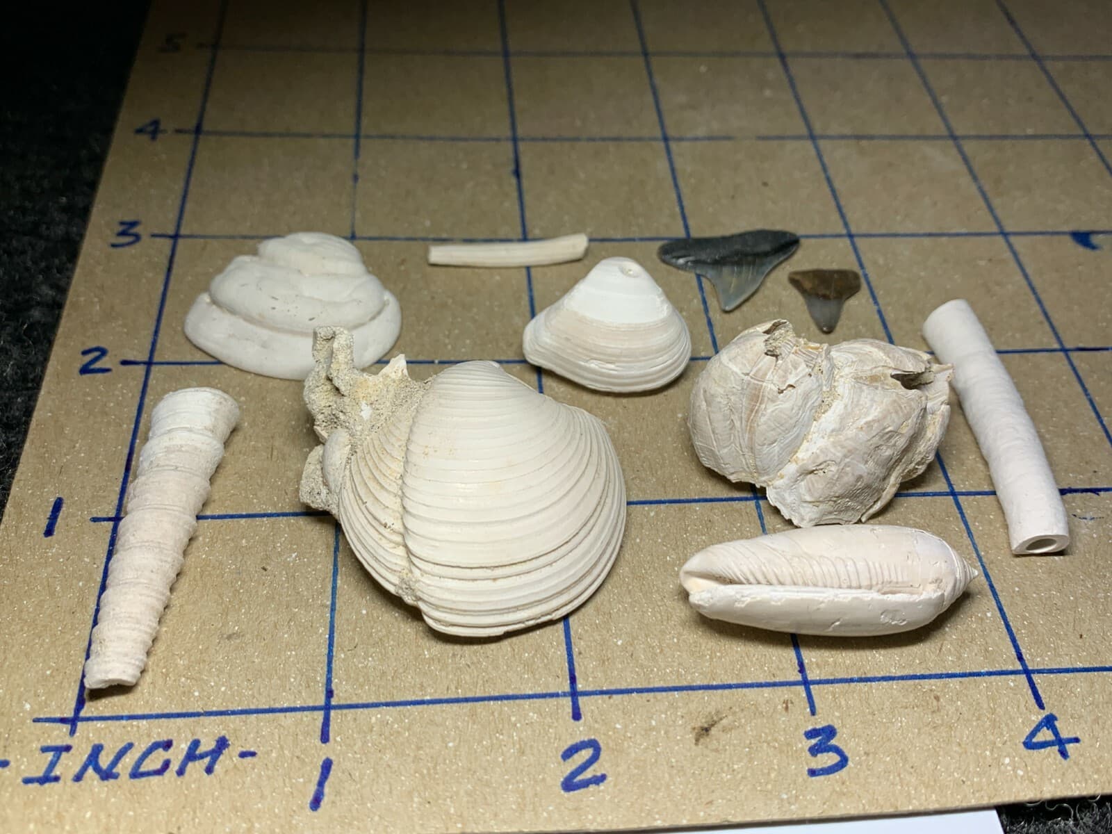 ☆Fossil Specimen 10 Pack - Berkeley Quarry S.C. - Barnacle-Dentalium-Teeth ☆300 2