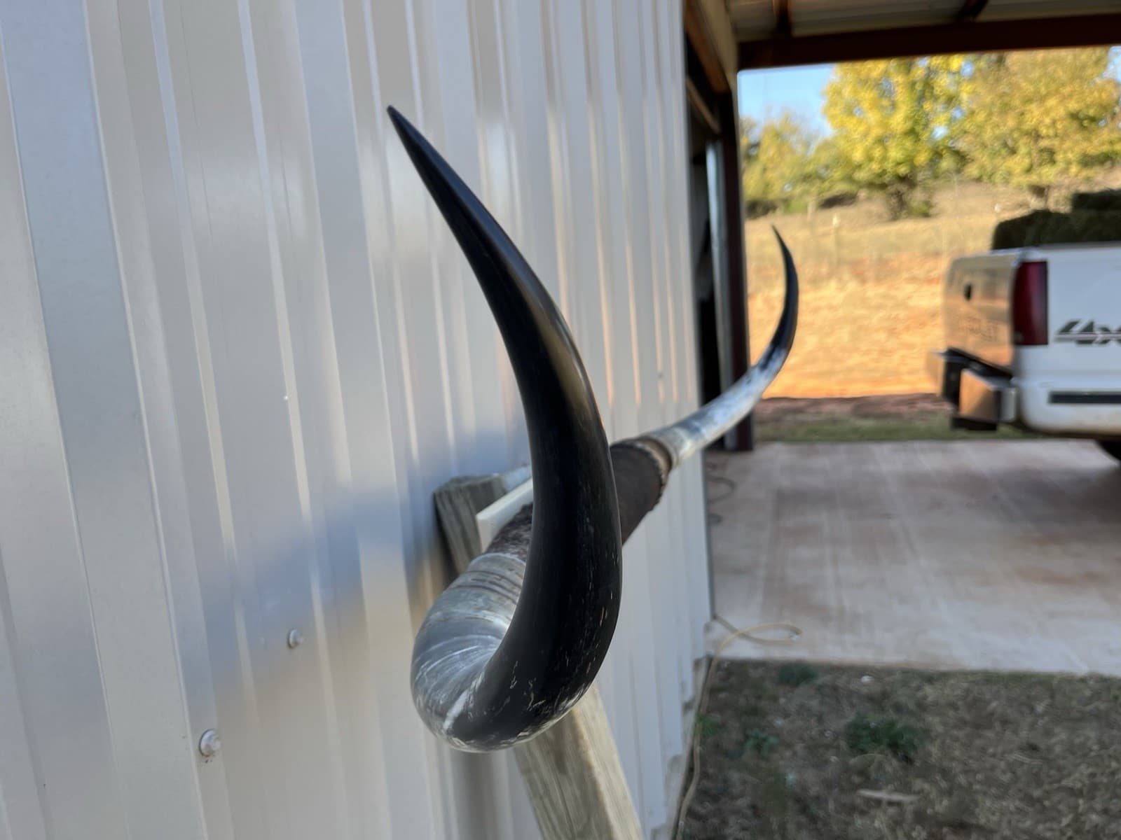MOUNTED STEER HORNS 4 FEET WIDE LONGHORN Sanded Horn MOUNT BULL COW 2