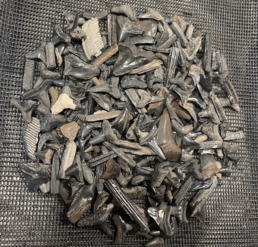 Huge Lot Of Florida Shark Teeth & Marine Fossils Mako Hemis Lemons Bulls Etc #85