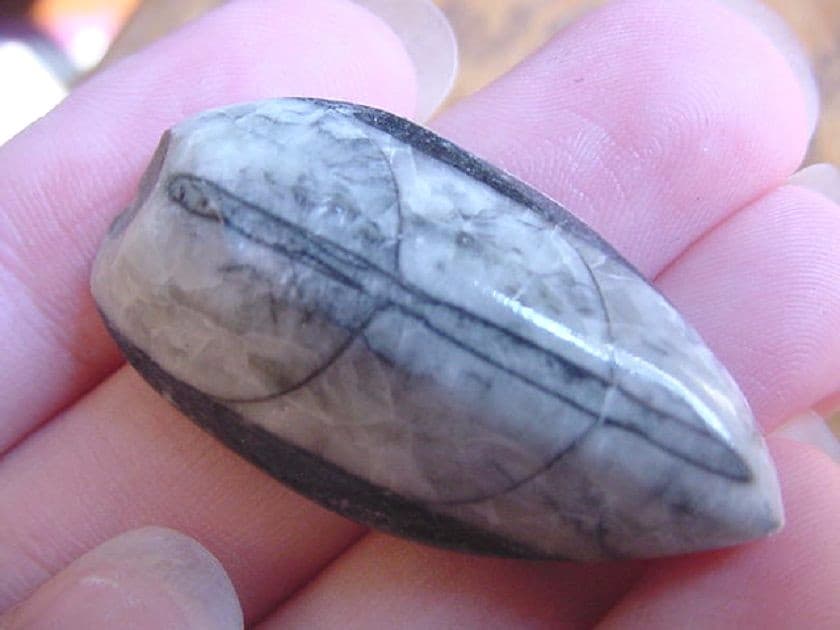 (f371-b) 1.5" Orthoceras marbilized fossil straight shell nautiloid cephalopod