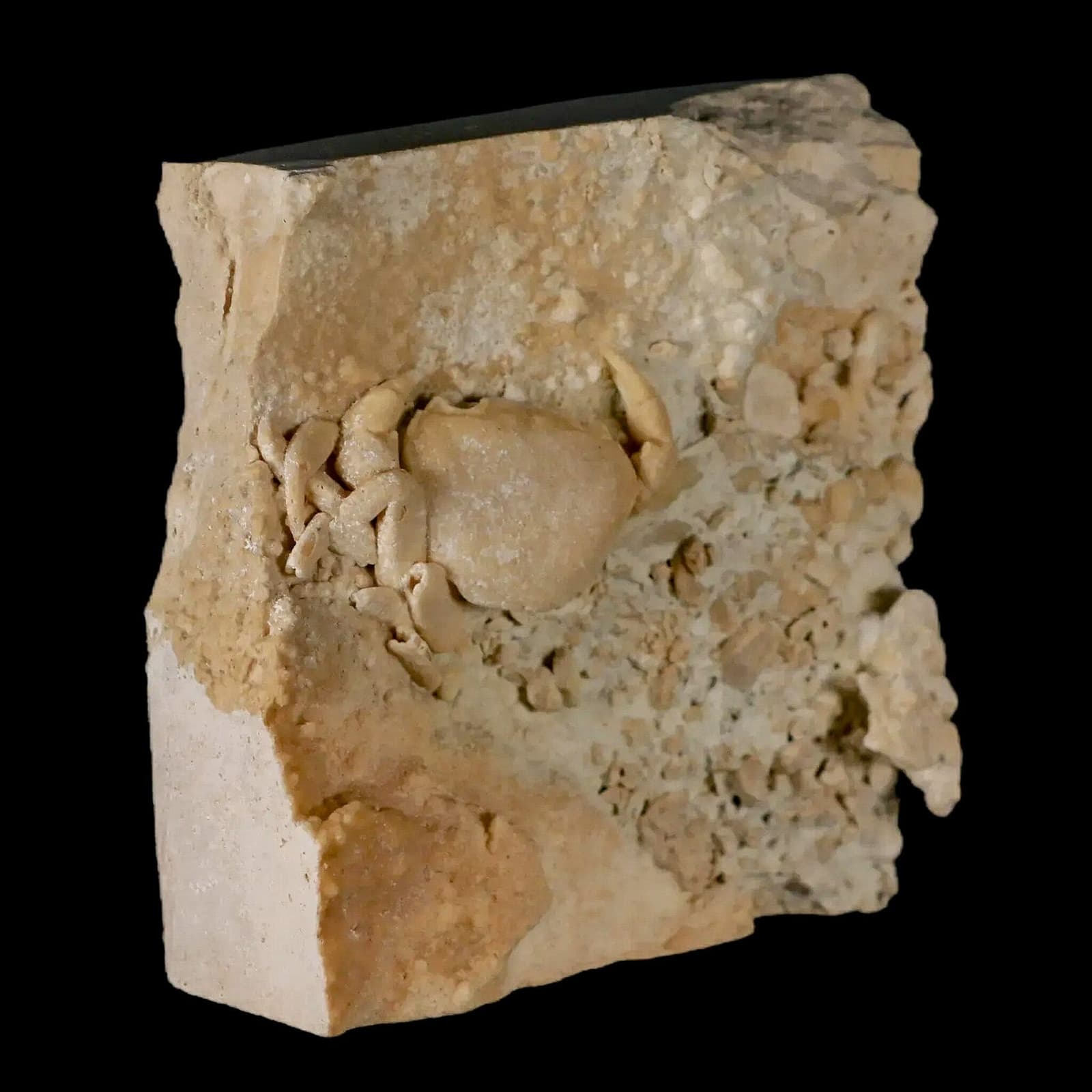 2.2" Potaman Sp Fossil Freshwater Crab In Travertine Denizli Basin Southwest 6