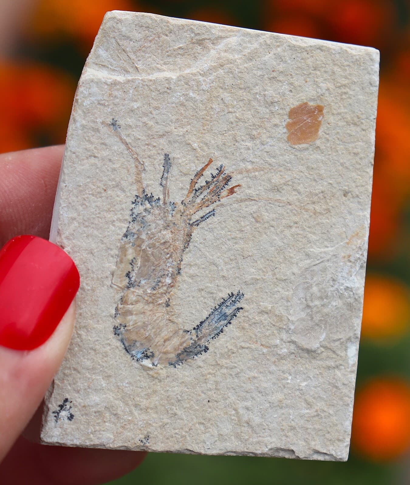 Fossil Shrimp From Solnhofen Germany - 150 MILLION YRS OLD  JURASSIC 6.0 Cm's 4