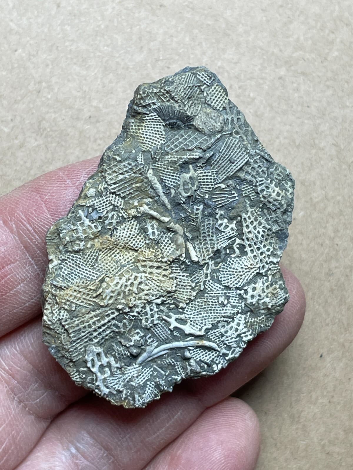 15g Bryozoa specimen from Carboniferous