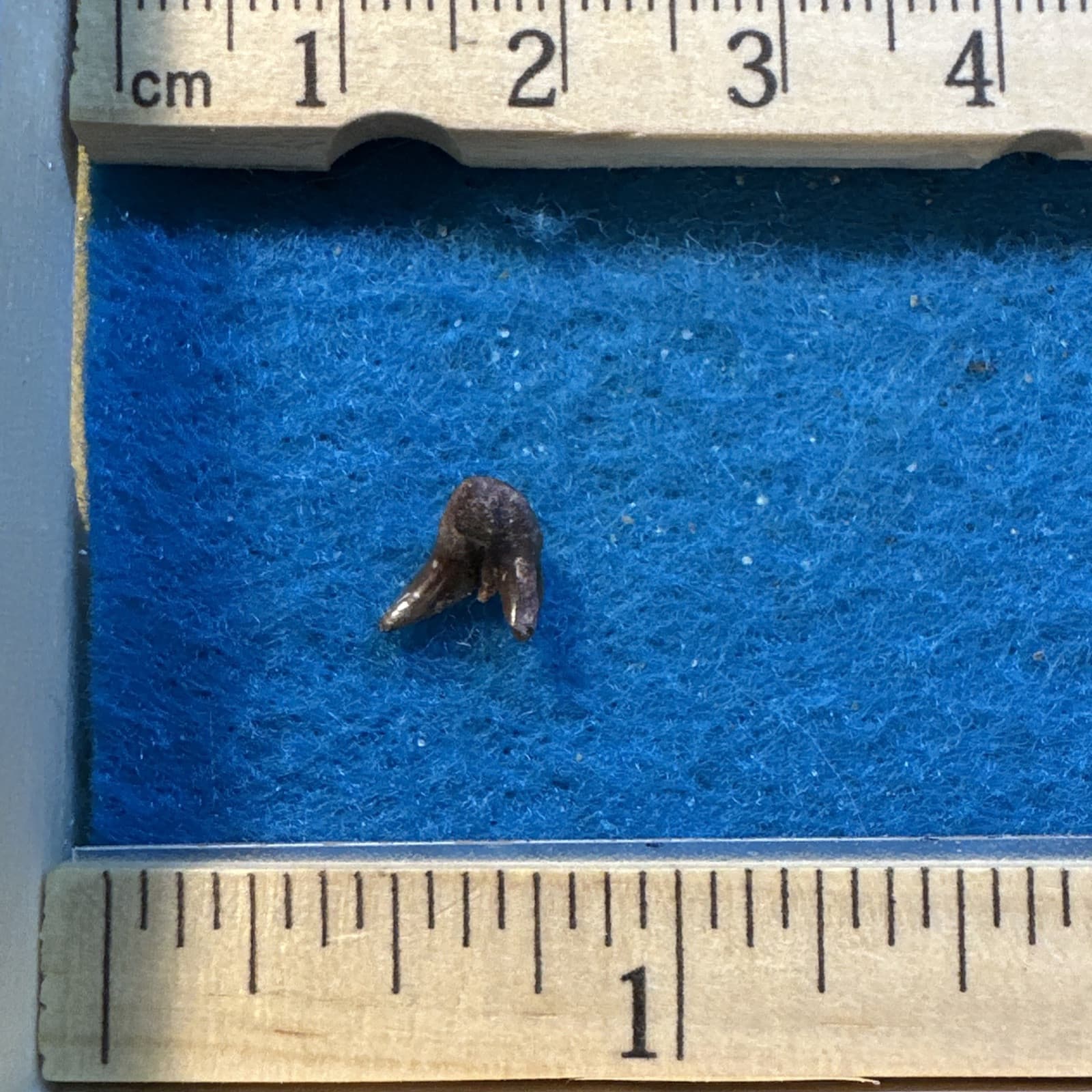 Orthacanthus Extinct Permian Age Tooth Fossil in Great Display Case 5