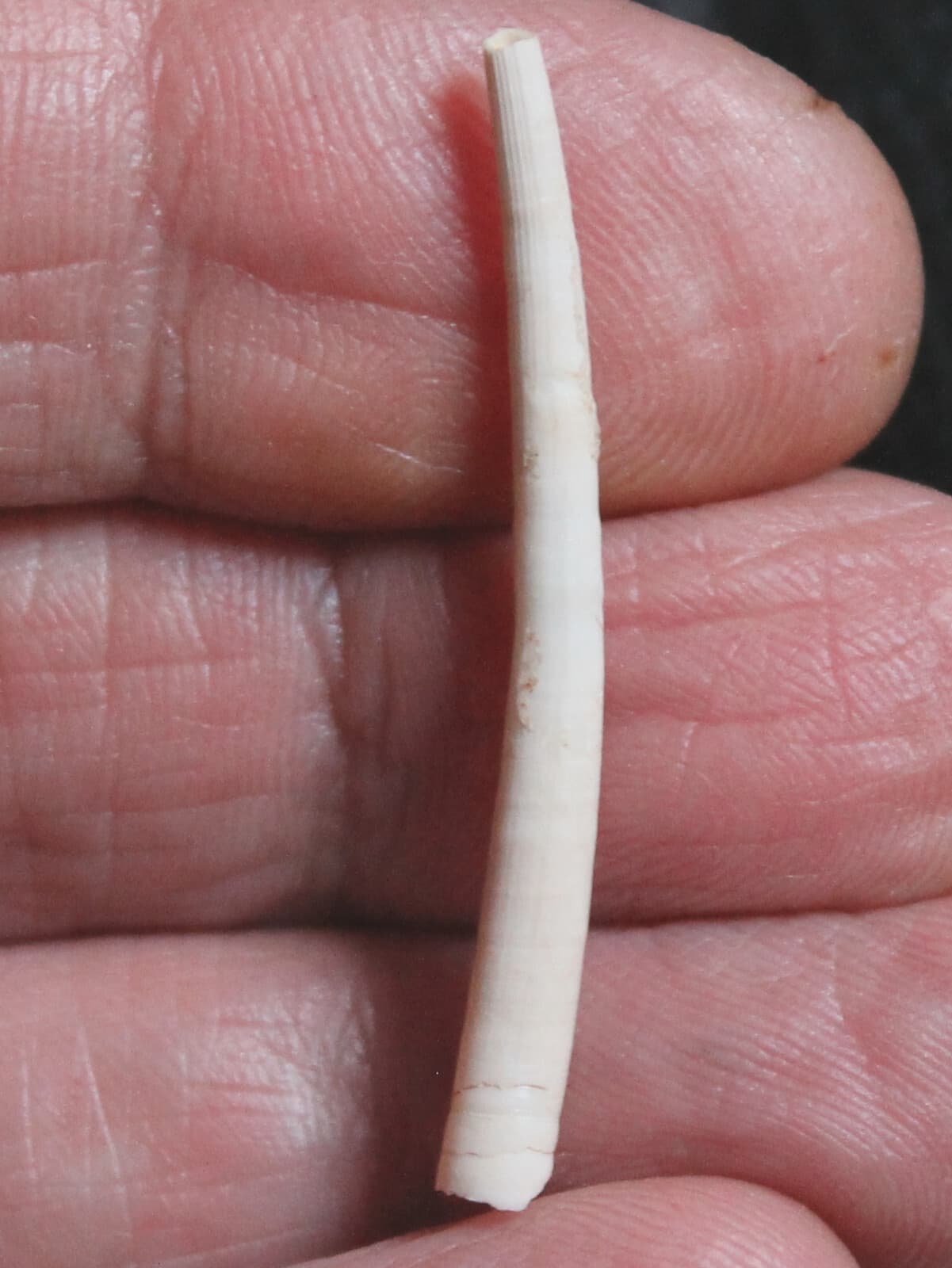 Fustiaria miocaenica - Miocene fossil scaphopod mollusk, fm. Dentaliidae