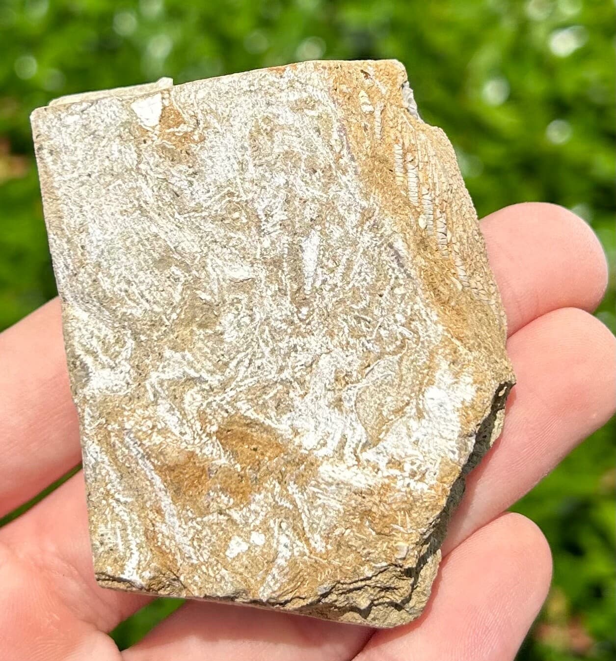 Alabama Fossil Crinoid in Matrix Alcimocrinus Bangor Limestone Formation 5