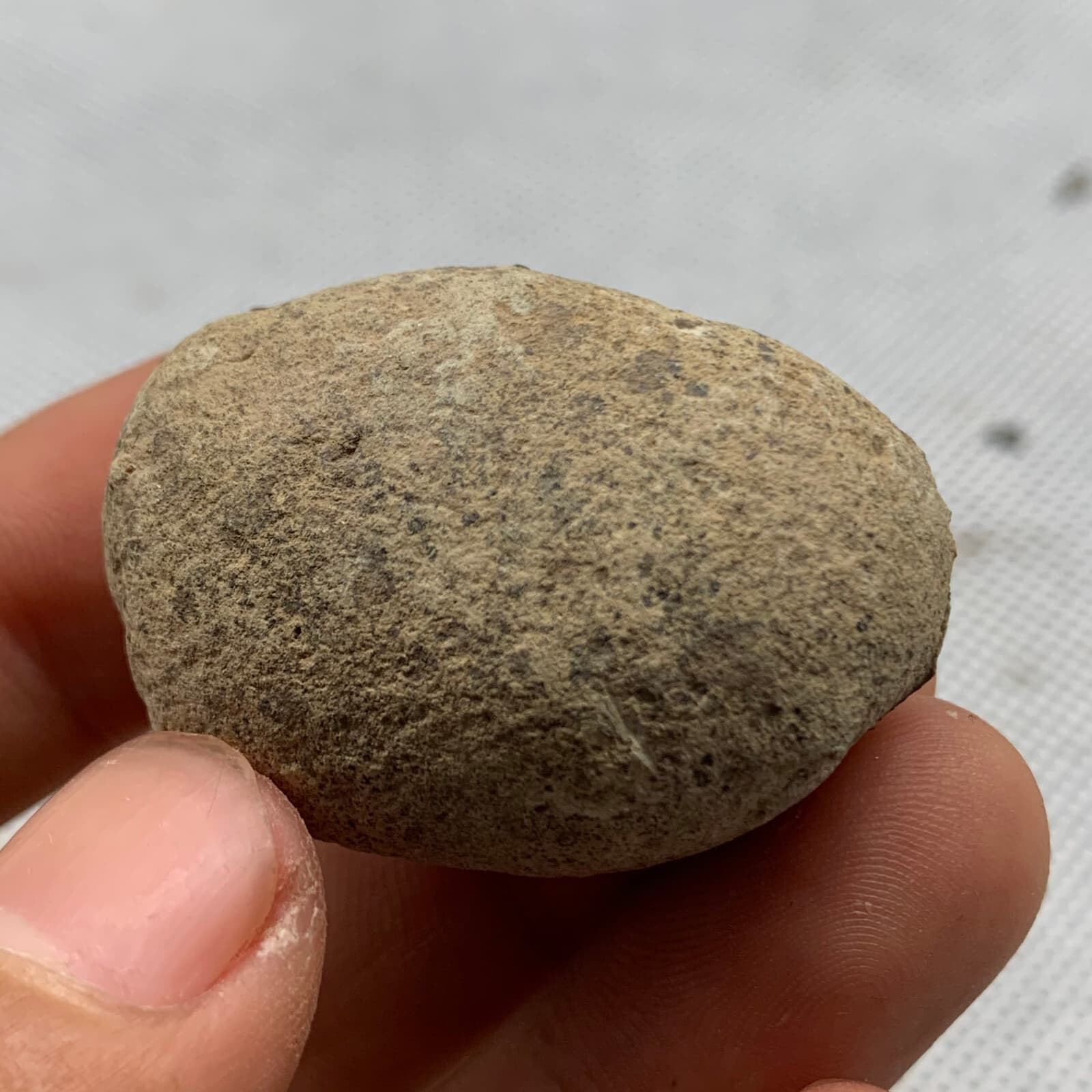 Jurassic Period Perfect Crab Fossil Dinosaur Age 5