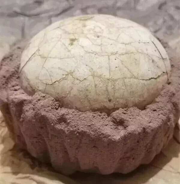 Segnosaur Dinosaur Egg Fossilized Crystallized Fossil Jurassic Cretaceous World
