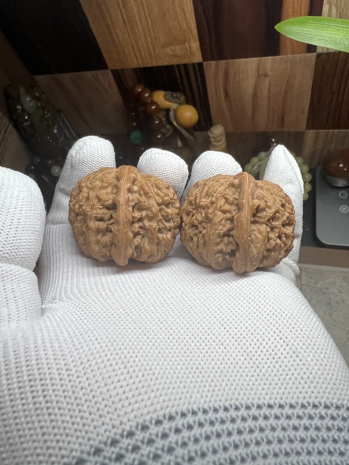 Pair of  Match Chinese Health Walnut 41×41.5×34mm精配文玩核桃～闷尖白狮子石⚽球白 5