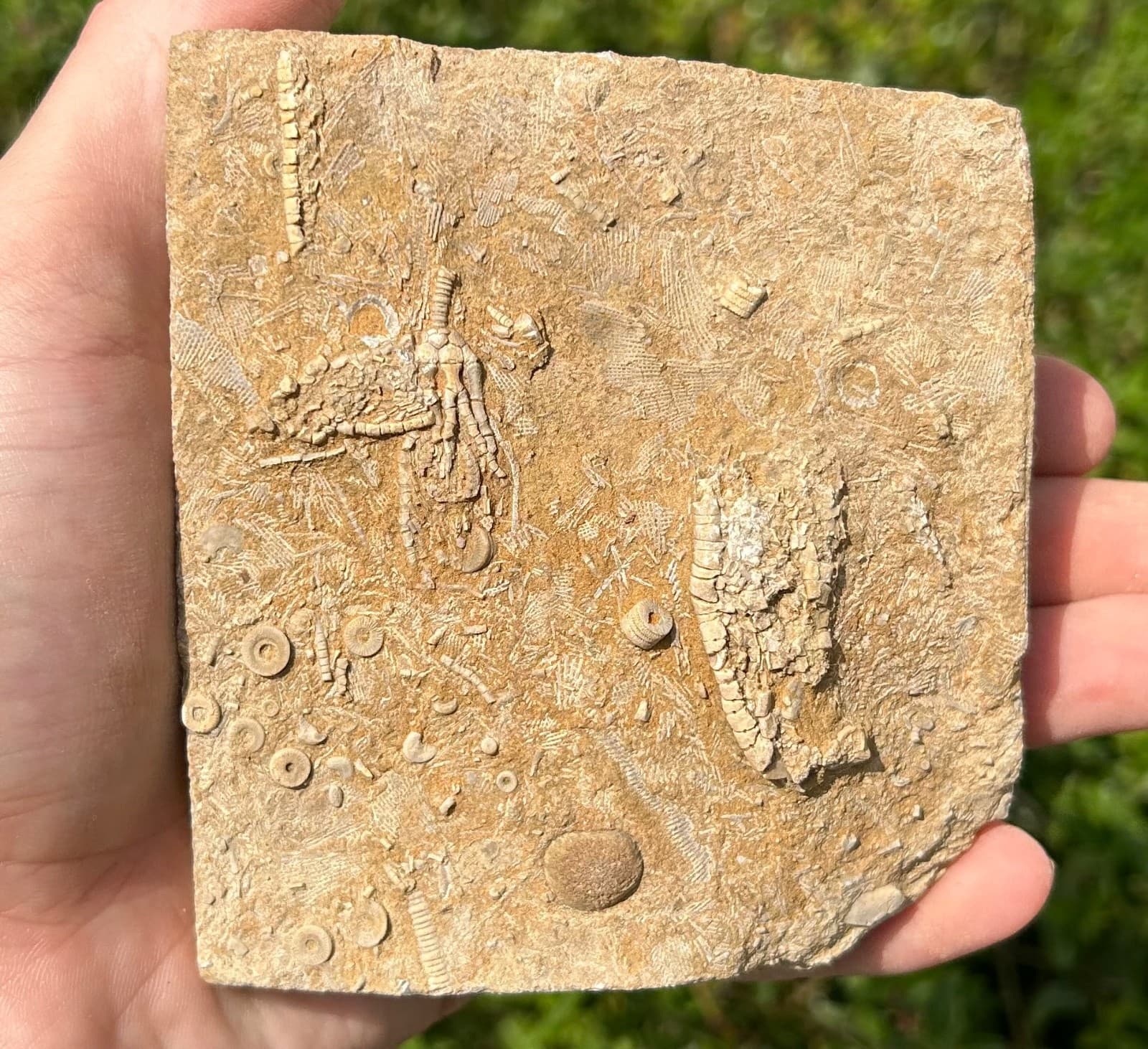 DOUBLE Fossil Crinoids in Matrix Aphelecrinus Alabama Bangor Limestone Formation 5