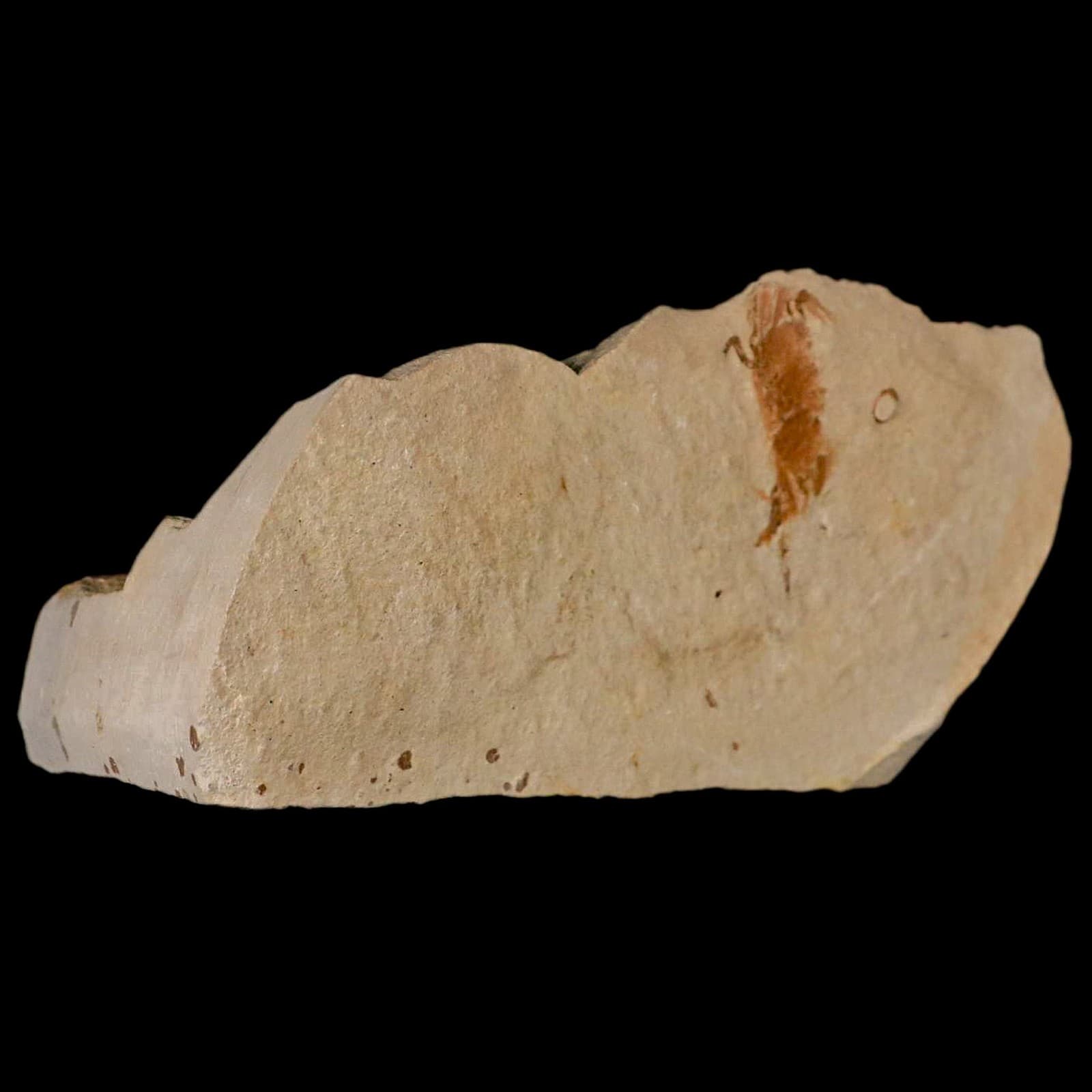 1.2" Fossil Crab Pinnixa Galliheri Pea Crab Monterey Cty San Luis Obispo Miocene 4