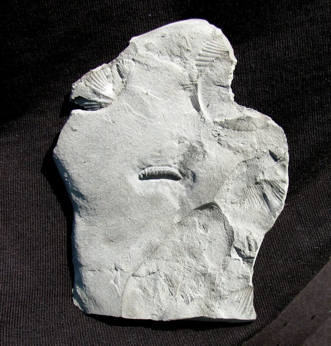 EXTINCTIONS- EXTREMELY RARE DETAILED SILURIAN ARMORED WORM MACARIDIAN- NEW YORK!