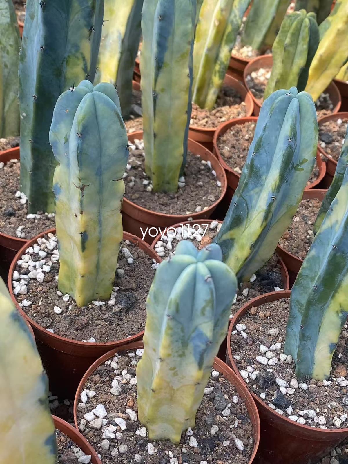 Myrtillocactus geometrizans ariegated Succulent plants 10-12cm 4